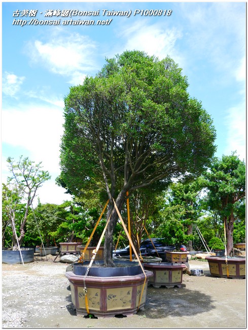 985ef p1000818 大型庭園樹~象牙樹(Diospyros ferrea)~#12072801 象牙樹(Diospyros ferrea)
