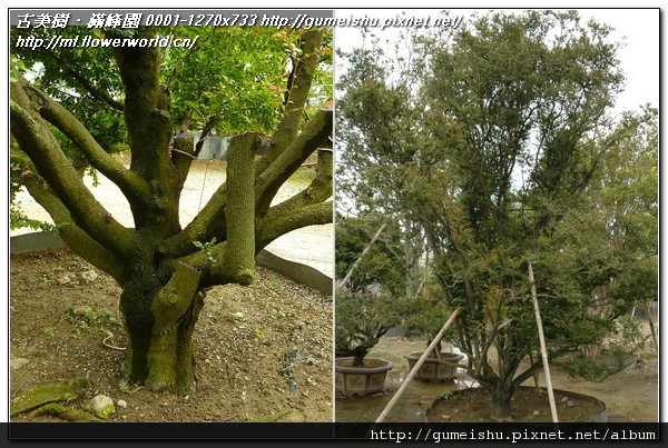 99375 3b644c99f45987e8a8108472de53c5f5 n 大斷枝~庭園樹取材~紫檀~#11031801 大型盆栽(Grand Bonsai)