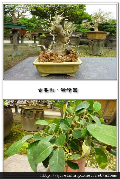 994b2 c8ab0207fbdc5cfa852d5df323f04ead n 小品盆栽~毛榕(岩榕)~~#11042401 小品盆栽