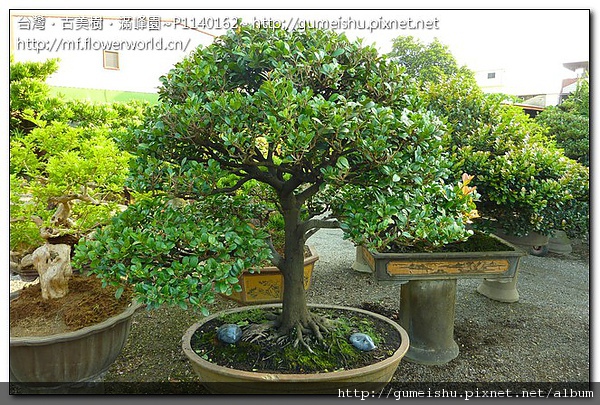 9ad50 dfef5135f827448671ca4a01ca4c4235 中品盆栽-實生象牙樹(老樹文人味)#10041301 中品