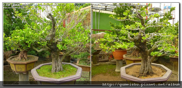 9af40 normal 773fd3b5fa9e2c18730c81b69f4fac77 精選素材~象牙樹(Diospyros ferrea)~#11020401~纏線(Wiring branches)整枝作業 象牙樹(Diospyros ferrea)