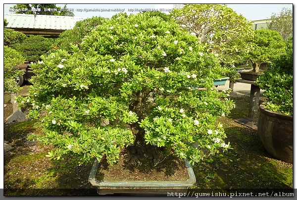 9b570 4beb2ff8d6d15 花果盆栽~狀元紅~成品級~#10050702 盆栽(Bonsai)