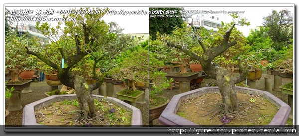 9ba3f normal 9093bf2669382f5f04041fab08aff851 精選素材~象牙樹(Diospyros ferrea)~#11011901~纏線(Wiring branches)整枝作業 象牙樹(Diospyros ferrea)