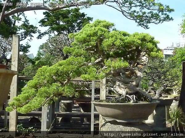 9c4eb 4baa8d87832da 中品台灣真柏盆栽 盆栽(Bonsai)