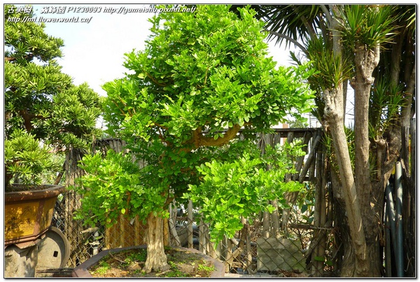 9cc8f e92083f00fd40ecbc60a287adc34032f n 小型庭園樹~七里香~#11030901~文人雅樹 七里香(Common jasmine orange)