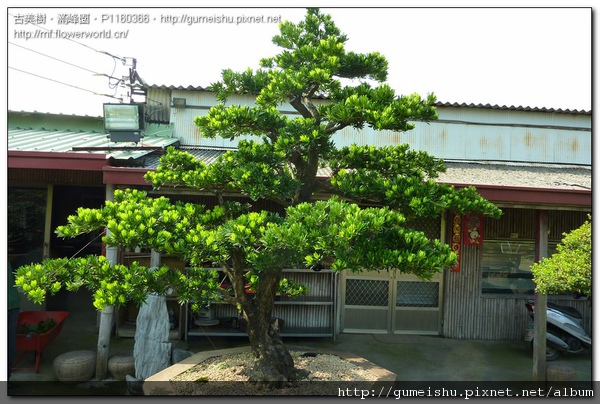 9d008 normal 22d0717b48035bef328b9402e59ceaf4 大型庭園樹~蘭嶼羅漢松~#10020901