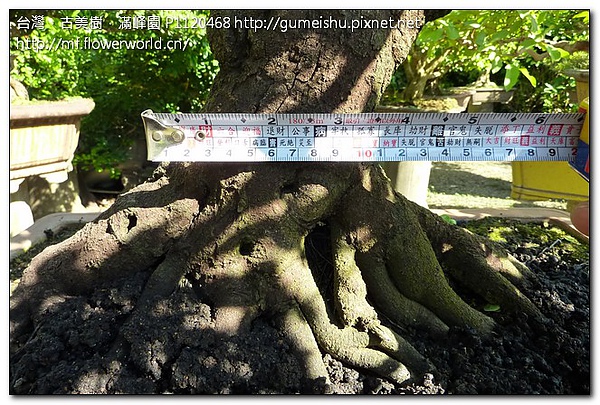9d2fb 0923c42bae4a40b936cb1cc48a9822b6 中品盆栽~八方根盤象牙樹~#10072002 中品
