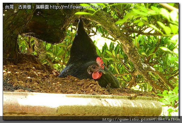 9d7b2 6ff5c27f6d1a229a3d66f6a7fa918911 台灣土雞~下蛋VS羅漢松篇~又下蛋了 盆栽樂趣(Travel)