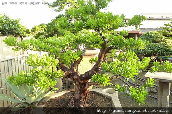 9e331 4bd4d476bc2a9 極品實生蘭嶼羅漢松盆栽~#10042603 素材(Material)