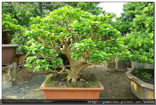 9e582 f63cf162328c46195b9487ee1fe3e388 雜木盆栽~四季春~#09122301 盆栽(Bonsai)