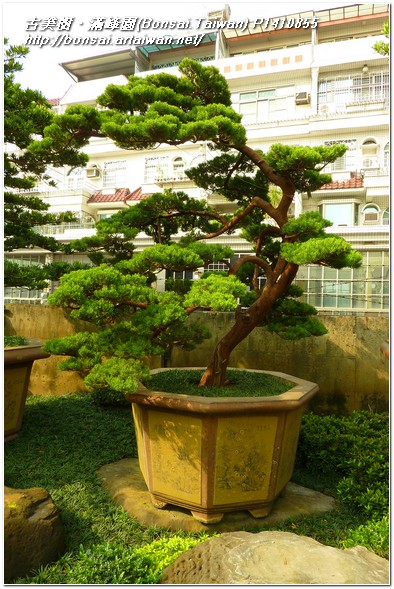 9f257 p1410855 庭園樹~台灣真柏(Juniperus chinensis)~#10092401~@1110 真柏(Juniperus chinensis)