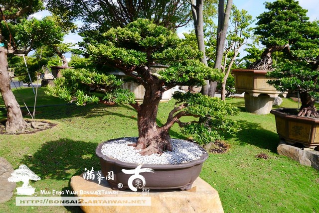 9fbe7 p1400588 [晶鑽羅漢松]細緻の美感(3) 晶鑽羅漢松(Diamond Podocarpus costalis)