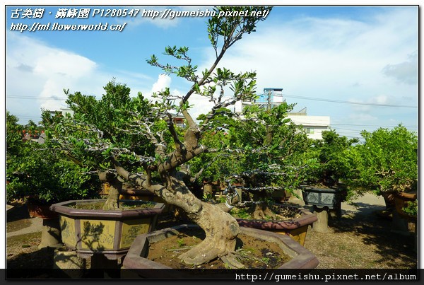 a0682 b92e878c753d7c96e79b6884a7979d36 n 大型盆栽~象牙樹(Diospyros ferrea)~#10101901~整枝作業 象牙樹(Diospyros ferrea)