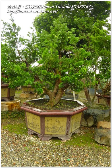 a20d1 p1420197 超大盆栽素材~蘭嶼羅漢松(Podocarpus costalis)~#10050202@1111 羅漢松(Podocarpus costalis)