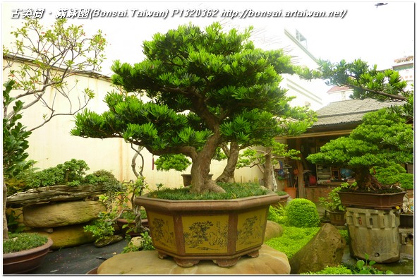 a2b36 p1320362 大型盆栽~蘭嶼羅漢松~#10020901~@1106 羅漢松(Podocarpus costalis)