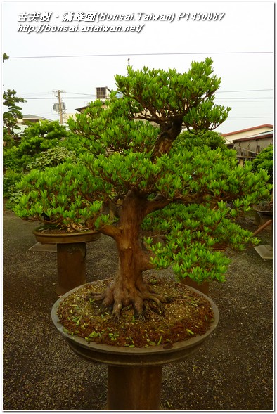 a2ebe p14300871 蘭嶼羅漢松(Podocarpus costalis)~換土作業~#12012901 羅漢松(Podocarpus costalis)