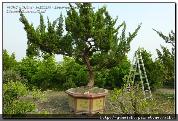 a334d normal ce2703f8e9168118b21670831f18d2a0 大型庭園樹~台灣真柏~#11011201 根盤