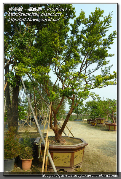 a6e40 normal d1926560ff7d1253a4a9bc3a6e700ab8 超大型庭園樹~蘭嶼羅漢松~#11022701 素材(Material)