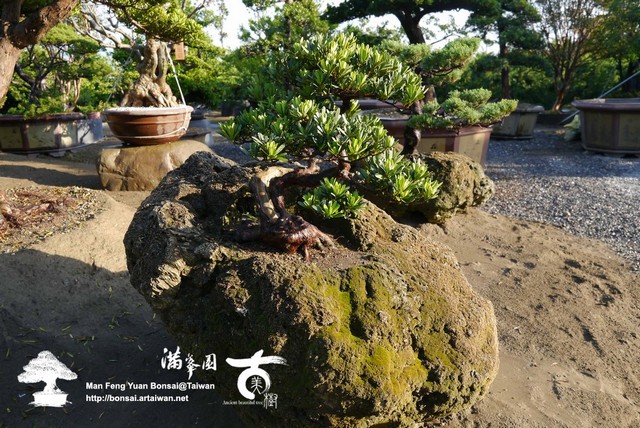 a712c p12002841 石上の松 大型盆栽(Grand Bonsai)