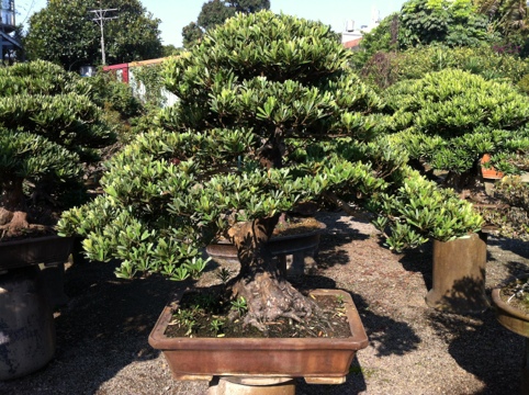 a7675 20120301 124526 羅漢松(Podocarpus costalis)@2012/3/1 羅漢松(Podocarpus costalis)