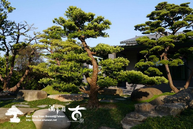 a7857 p1200333 靜謐の美感．蘭嶼羅漢松 大型庭園樹專區(Garden Tree)