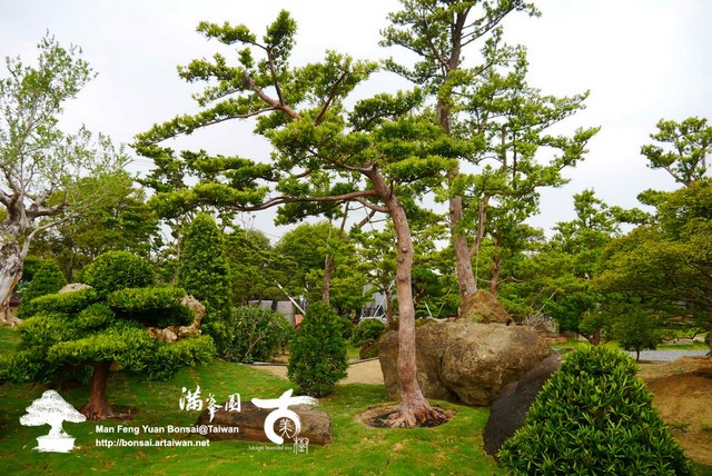 a8782 p1210588 文人の味．蘭嶼羅漢松庭園樹 大型庭園樹專區(Garden Tree)