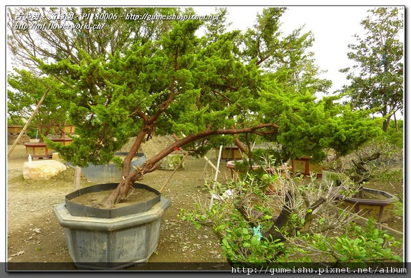a8a29 normal bf14adcc55b3d6ff9088cea36dc81e64 大型庭園樹~台灣真柏~#10112501