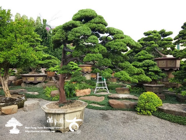 aa461 15393630001 82d37e2b0c o 時間醞釀の庭園真柏(1) 大型庭園樹專區(Garden Tree)