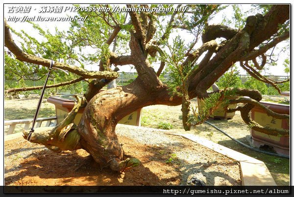 aad16 409d180a38422ba9ab687d703a91b043 n 大型盆栽素材~台灣真柏(Juniperus chinensis)~#11042601
