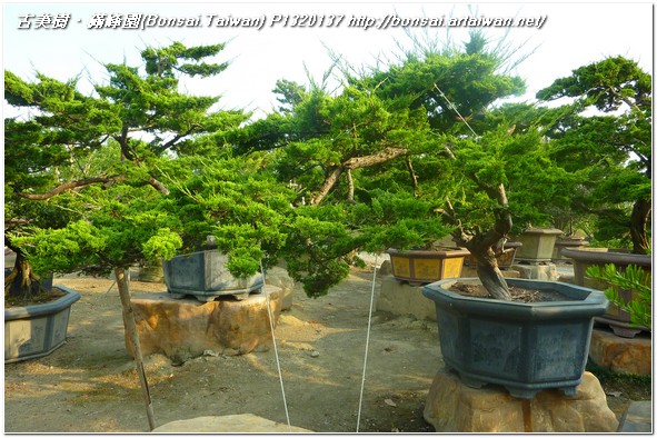 aaf18 p1320137 庭園樹~台灣真柏~#10121301~@1106 真柏(Juniperus chinensis)