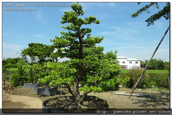 ab21d 1f75e1772c2d45aecb5b24d789705d1b 超大型盆栽~蘭嶼羅漢松~超扭轉根盤~#10070701 大型庭園樹專區(Garden Tree)