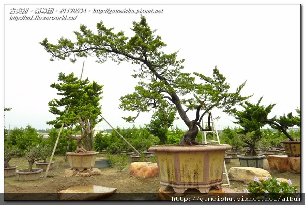 ab3b6 normal 99eab50eae19848d81f1087a8bba84e1 超大型庭園樹~台灣真柏~#10102901~日常管理No.1~梳葉整理作業 素材(Material)