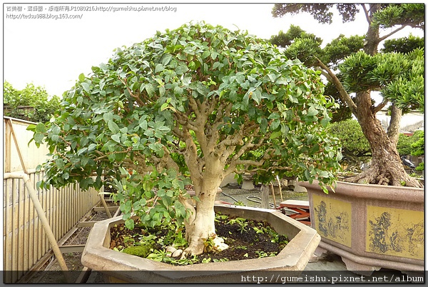 aea70 4bde04745f62a 花果盆栽~八角櫻桃(扁櫻桃)#1~#10032101 素材(Material)