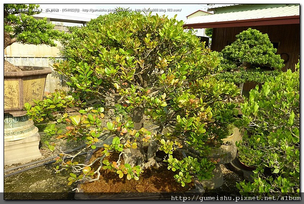 af3bf 4bedd95b9e3b3 中品盆栽-自然多幹樹形象牙樹~#10041501 中品