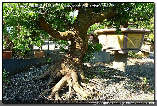 af3d2 a1e12f912f0df5a08264370663c132ee 珍藏~超級羅漢松素材~#10041101