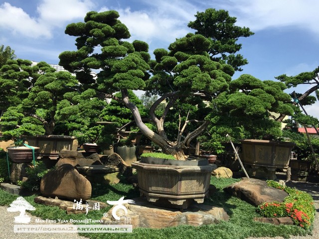 afb4b img 1333 [真柏]時間醞釀の庭園真柏(4) 大型庭園樹專區(Garden Tree)
