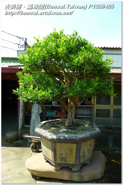 b0df1 p1350465 庭園樹~七里香~#11031401~圓滿~@1108 七里香(Common jasmine orange)