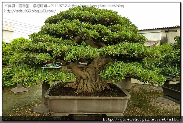 b0edc 5461671c31c266602d021efa915fe171 超大型盆栽~百年老樹~#10031601 百年老樹