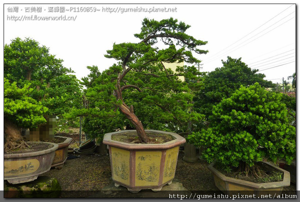 b222d normal cc963f6e29a9d73d00a2b83de5ccbd38 台灣真柏庭園樹~#10092401~梳葉與整枝作業 整枝