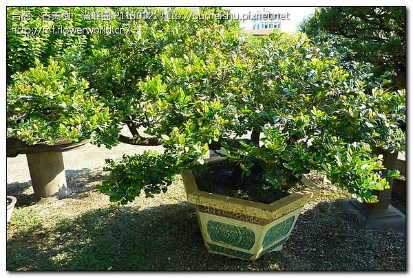 b25e7 86d5ce791753e7357f90924b7027940f 大型盆栽~象牙樹~#10060701~整姿後一個月更新~新芽爆出 素材(Material)