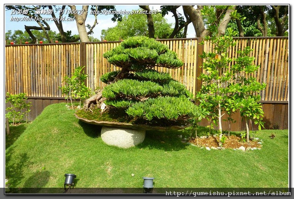 b789a normal 7c442eca6bc5f30892babd3e7ea1af4d 走馬看花之~2010臺北國際花卉博覽會~#8~養生館 盆栽樂趣(Travel)