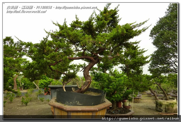 b80ae normal 9b4116605775e5638522176084c0f200 庭園樹~台灣真柏~#10121901