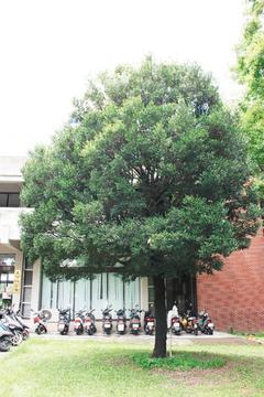 b813e 7f6eab350605a109ec16127fbedaea0e 屏科大老象牙樹 見證學校變遷史 新聞分享
