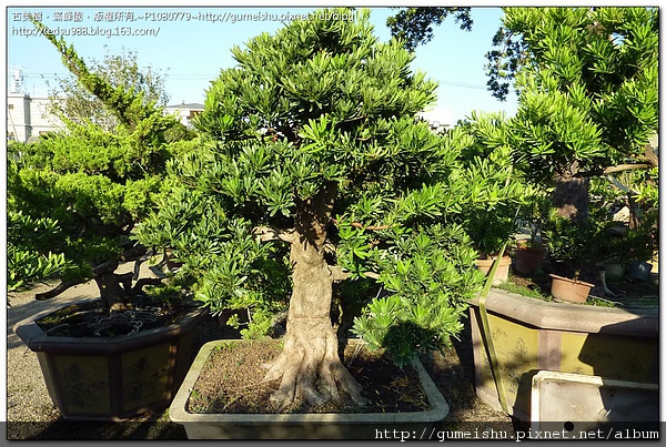 b8897 4be6b797ec21b 大型盆栽~蘭嶼羅漢松~大粗根盤~#10050902(已蒙收藏) 素材(Material)