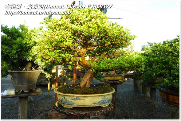 b8eac p1360127 花果盆栽~西印度櫻桃~#10102201~@1108~update 西印度櫻桃(West Indian Cherry)