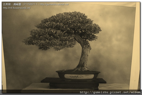 b9014 normal ead8025cc78846b1aaf2921f2c5666ec 銘樹17年~#10090801 大型盆栽(Grand Bonsai)