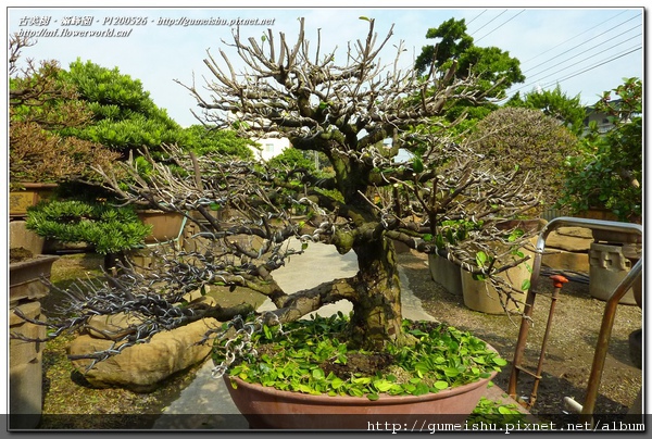 b929d normal 98c7875daa65a06bf033394e9a94e9af 珍藏三十五年~荒皮象牙樹~#10122501~(一)剔葉與解線作業 整枝