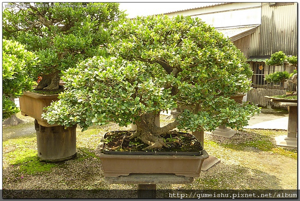 bb0f1 4bd6ddcf93486 大品盆栽~象牙樹~自然體樹型~#10041702 盆栽(Bonsai)