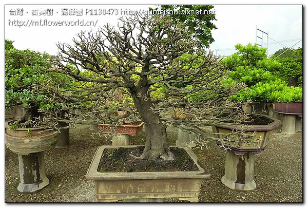 bdeaa 0b4b927f23ebe26847bc151a7173800d 大型盆栽~頂級象牙樹~#09122301 象牙樹(Diospyros ferrea)