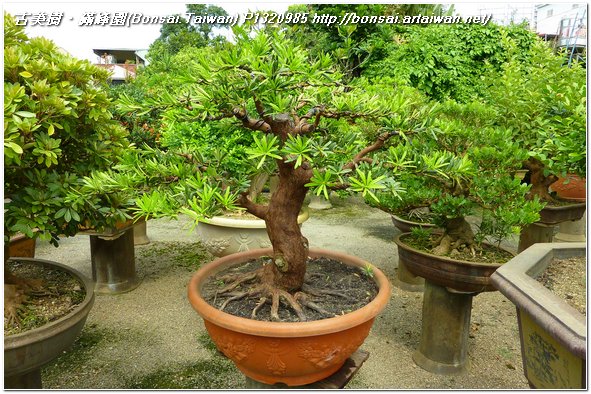 be056 p1320985 長期計劃~蘭嶼羅漢松~#10041201~@1107 長期計劃(Plan)